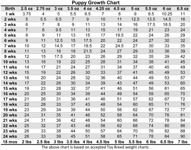 Teacup Pomeranian Size Chart